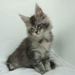 Black Shadow x Vera Velicita Black Shadow x Vera Velicita