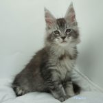 Black Shadow x Vera Velicita Black Shadow x Vera Velicita