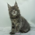 Black Shadow x Vera Velicita Black Shadow x Vera Velicita