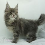 Black Shadow x Vera Velicita Black Shadow x Vera Velicita