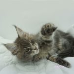 Black Shadow x Vera Velicita Black Shadow x Vera Velicita