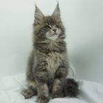 Black Shadow x Vera Velicita Black Shadow x Vera Velicita