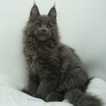 Black Shadow x Vera Velicita Black Shadow x Vera Velicita