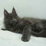 Black Shadow x Vera Velicita Black Shadow x Vera Velicita