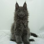 Black Shadow x Vera Velicita Black Shadow x Vera Velicita