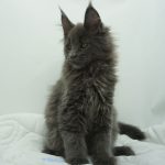 Black Shadow x Vera Velicita Black Shadow x Vera Velicita