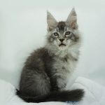 Black Shadow x Vera Velicita Black Shadow x Vera Velicita