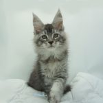 Black Shadow x Vera Velicita Black Shadow x Vera Velicita