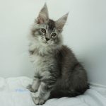 Black Shadow x Vera Velicita Black Shadow x Vera Velicita