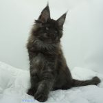 Black Shadow x Vera Velicita Black Shadow x Vera Velicita