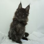 Black Shadow x Vera Velicita Black Shadow x Vera Velicita