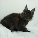 Black Shadow x Vera Velicita Black Shadow x Vera Velicita