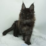 Black Shadow x Vera Velicita Black Shadow x Vera Velicita