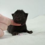 Black Shadow x Good Girl Black Shadow x Good Girl