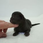 Black Shadow x Good Girl Black Shadow x Good Girl