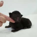 Black Shadow x Good Girl Black Shadow x Good Girl
