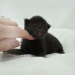 Black Shadow x Good Girl Black Shadow x Good Girl