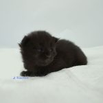 Black Shadow x Good Girl Black Shadow x Good Girl