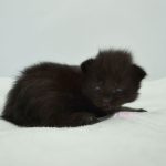 Black Shadow x Good Girl Black Shadow x Good Girl