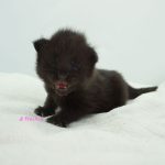 Black Shadow x Good Girl Black Shadow x Good Girl