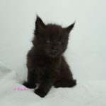 Black Shadow x Good Girl Black Shadow x Good Girl