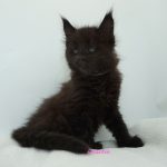 Black Shadow x Good Girl Black Shadow x Good Girl