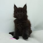 Black Shadow x Good Girl Black Shadow x Good Girl