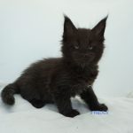 Black Shadow x Good Girl Black Shadow x Good Girl
