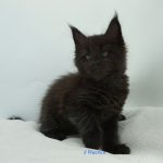 Black Shadow x Good Girl Black Shadow x Good Girl