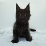 Black Shadow x Good Girl Black Shadow x Good Girl