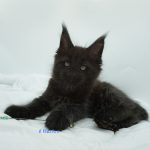 Black Shadow x Good Girl Black Shadow x Good Girl