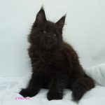Black Shadow x Good Girl Black Shadow x Good Girl