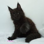 Black Shadow x Good Girl Black Shadow x Good Girl