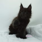 Black Shadow x Good Girl Black Shadow x Good Girl