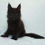 Black Shadow x Good Girl Black Shadow x Good Girl