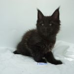 Black Shadow x Good Girl Black Shadow x Good Girl