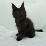 Black Shadow x Good Girl Black Shadow x Good Girl