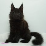 Black Shadow x Good Girl Black Shadow x Good Girl