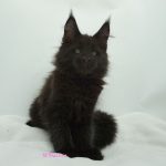 Black Shadow x Good Girl Black Shadow x Good Girl