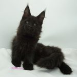 Black Shadow x Good Girl Black Shadow x Good Girl