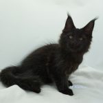 Black Shadow x Good Girl Black Shadow x Good Girl