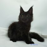 Black Shadow x Good Girl Black Shadow x Good Girl