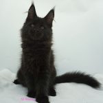 Black Shadow x Good Girl Black Shadow x Good Girl
