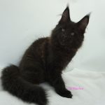 Black Shadow x Good Girl Black Shadow x Good Girl