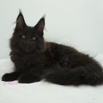 Black Shadow x Good Girl Black Shadow x Good Girl