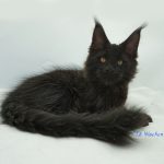 Black Shadow x Good Girl Black Shadow x Good Girl